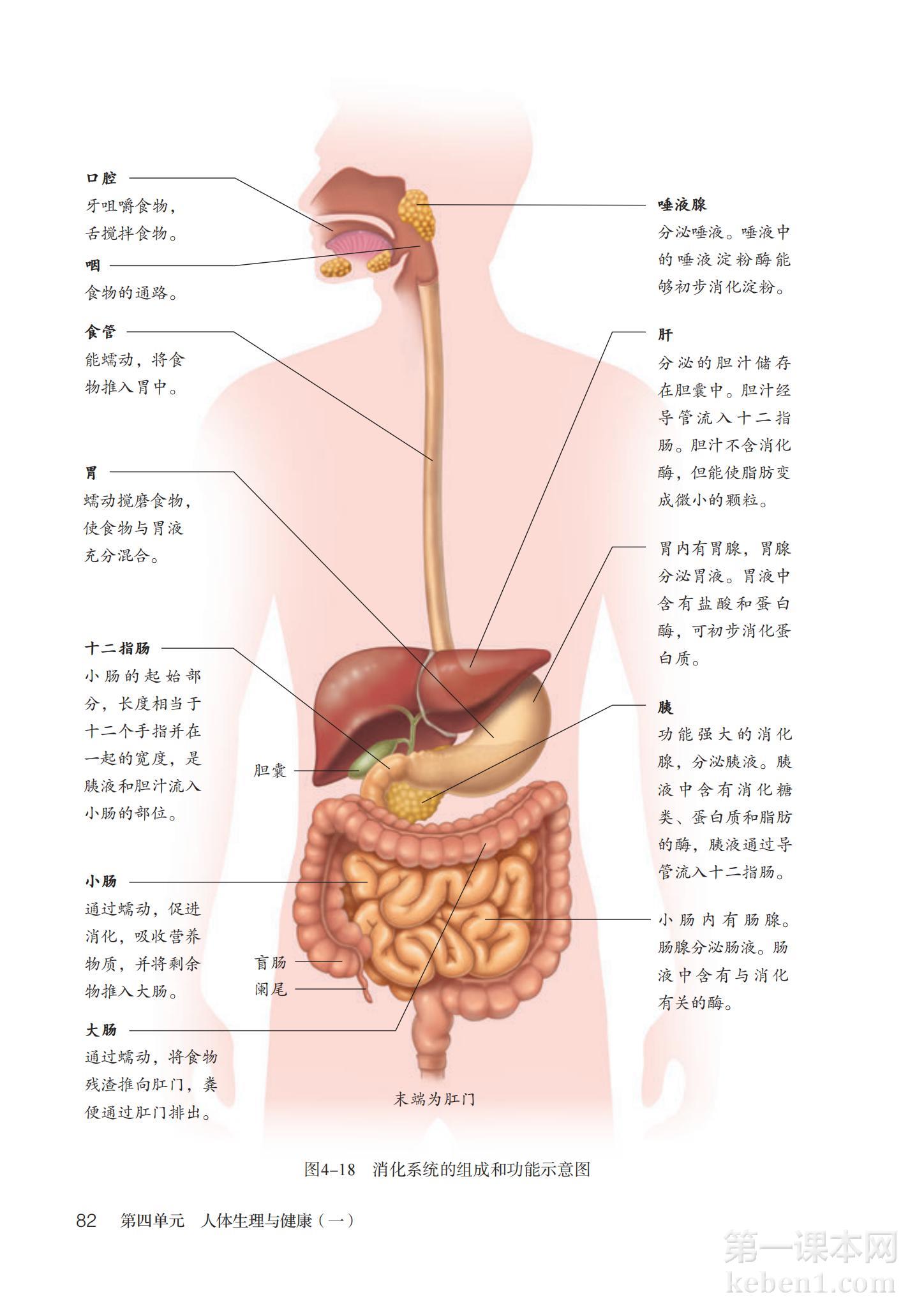 七年级生物下册人教版课本图片