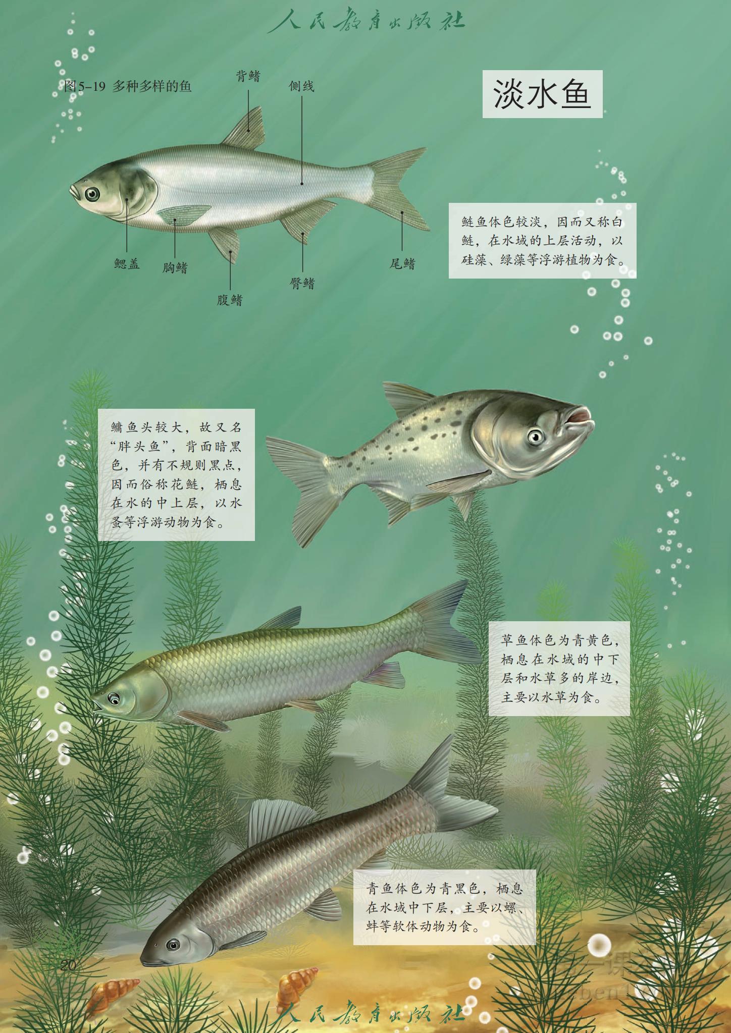 八年级生物上册人教版课本图片