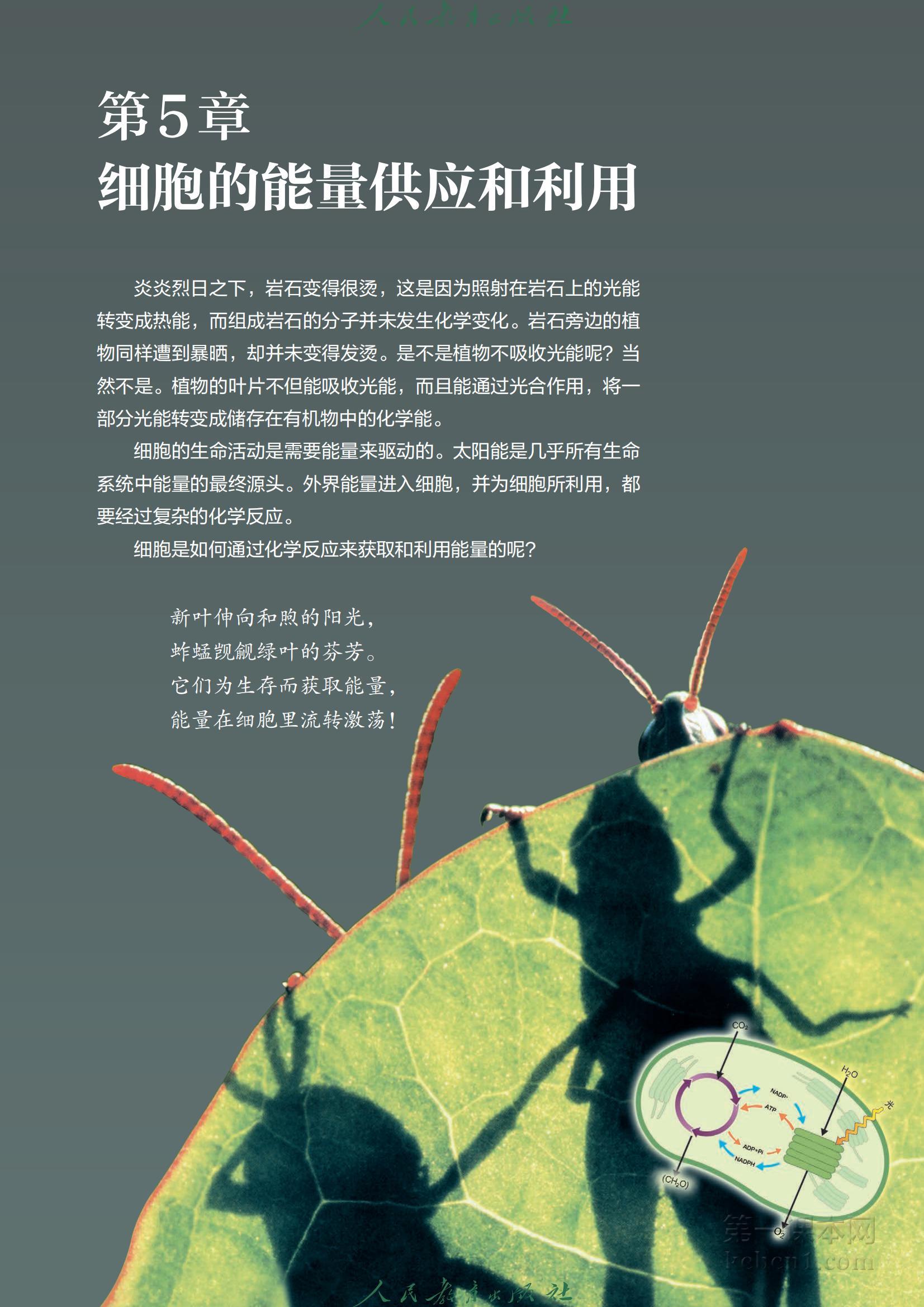 高中生物必修1人教版课本图片