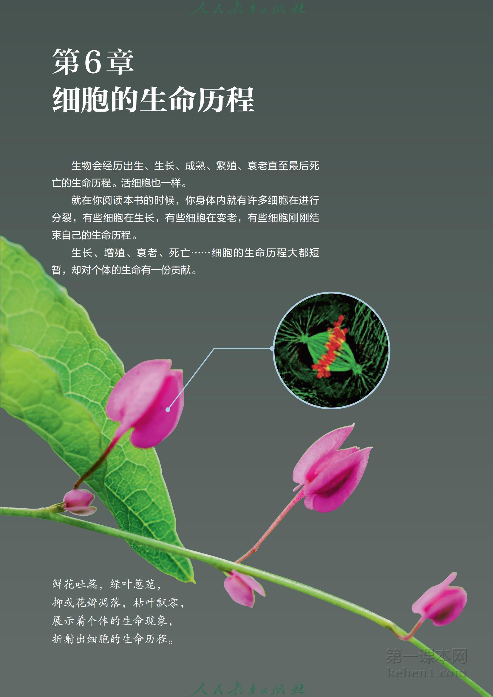 高中生物必修1人教版课本图片